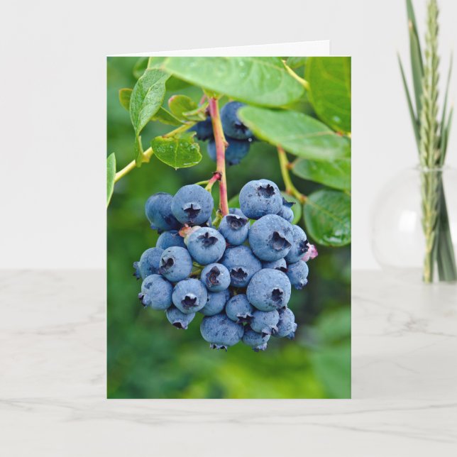 Tarjeta cumpleaños de blueberry (Anverso)