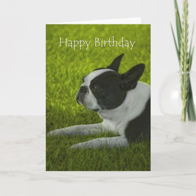 Tarjeta Cumpleaños de Boston Terrier (Anverso)
