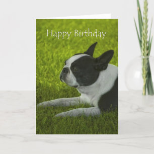 Tarjeta Cumpleaños de Boston Terrier
