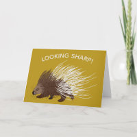 Cumpleaños de Brown y Mustard Porcupine