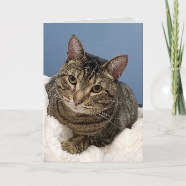 Tarjeta cumpleaños de gato tabby (Anverso)