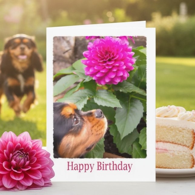 Tarjeta Cumpleaños de la Dalia del Rey Carlos Cavalier (Subido por el creador)