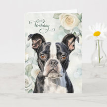 Cumpleaños de perro Boston Terrier con rosas blanc