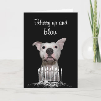 Tarjeta Cumpleaños de Pitbull Blanco