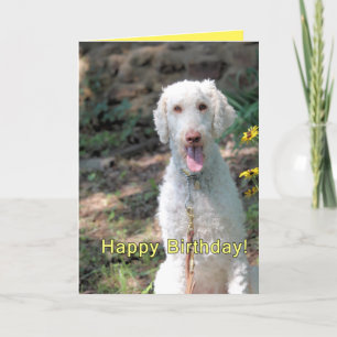 Tarjeta cumpleaños de Poodle