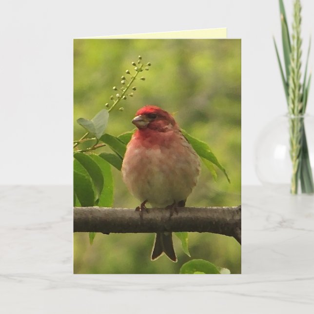 Tarjeta Cumpleaños de Purple Finch (Anverso)