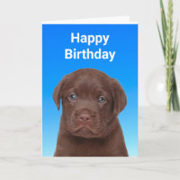 Cumpleaños del chocolate Labrador