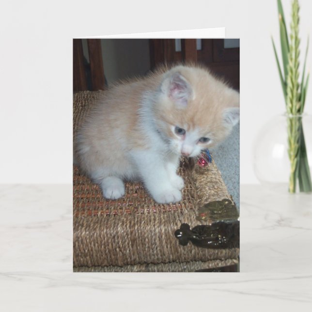 Tarjeta Cumpleaños del gatito (Anverso)