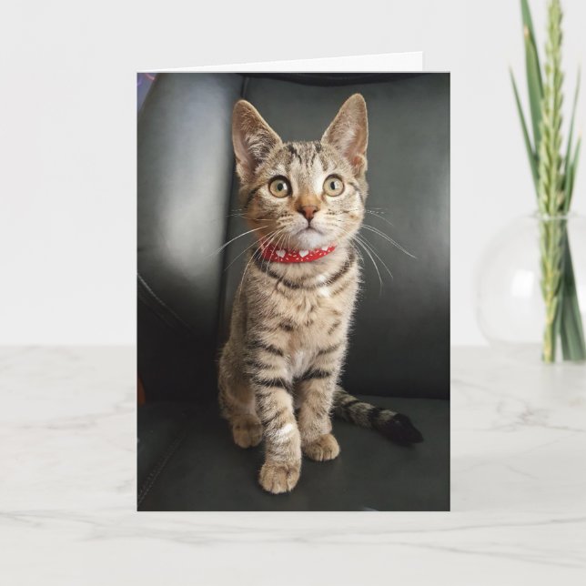 Tarjeta Cumpleaños del gatito del Tabby del tigre o toda (Anverso)