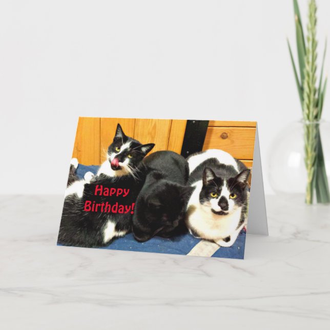 Tarjeta Cumpleaños feliz de tu colección de gatos - Tarjet (Anverso)