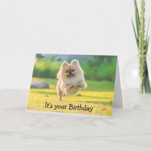 Tarjeta Cumpleaños Feliz Diversión Perro Pomerano