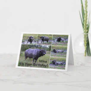 Tarjeta Cumpleaños Feliz Mike Capa Búfalo Baño de Barro
