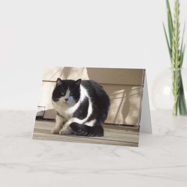Tarjeta Cumpleaños, gato blanco negro N (Anverso)