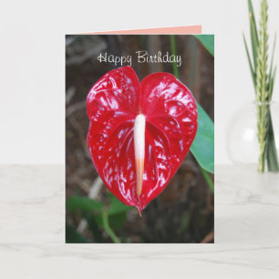 Tarjeta Cumpleaños Marido Anturio Cardíaco Rojo Lily Flor