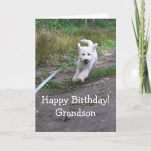 Tarjeta Cumpleaños Nieto Adorable Goldendoodle Cachorro Co