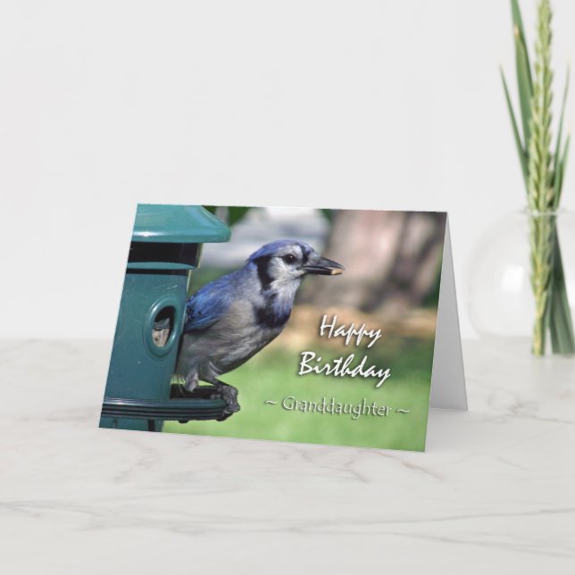 Tarjeta Cumpleaños para la nieta, arrendajo azul en el (Anverso)