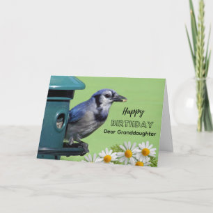Tarjeta Cumpleaños para nieta Arrendajo Azul en Comedero