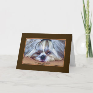 Tarjeta Cumpleaños, , Sleepy Shih Tzu Dog
