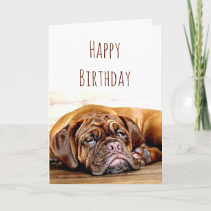 Tarjeta Cumpleaños Triste Perro Mantener Positividad Humor