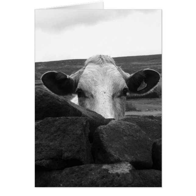 Tarjeta curiosa de la vaca (Frente)