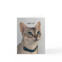 Curioso gato en blanco