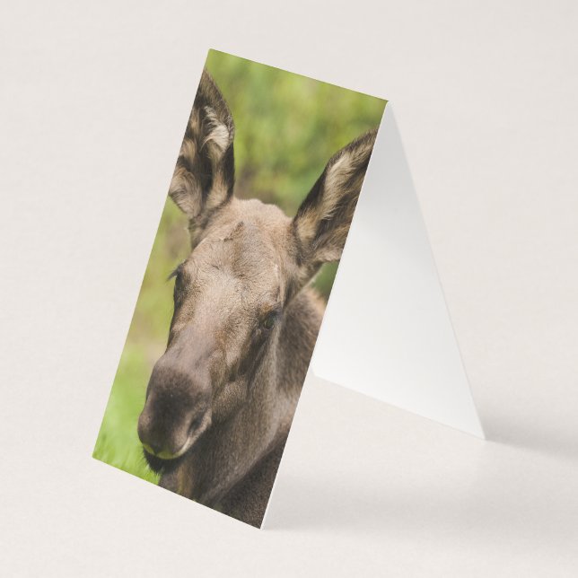 Tarjeta Curioso Moose (Reverso)