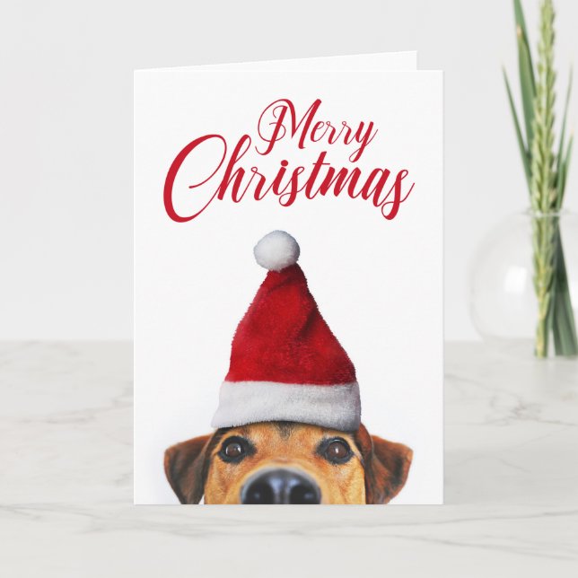 Tarjeta Curioso perro gracioso con Santa Hat (Anverso)
