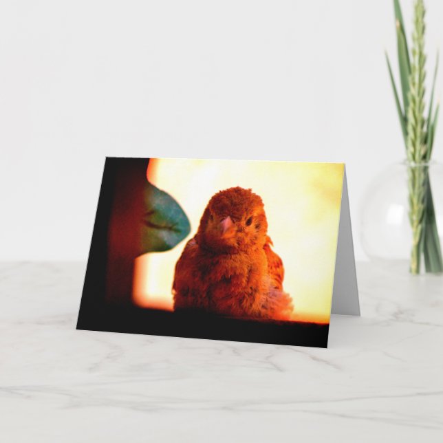Tarjeta Curious Finch (Anverso)