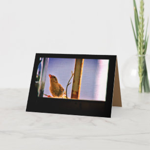 Tarjeta Curious Finch