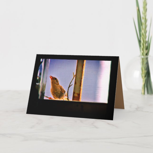 Tarjeta Curious Finch (Anverso)