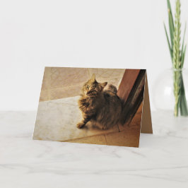 Tarjeta Curious Kitty