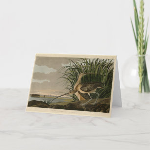 Tarjeta Curlew de larga factura de los pájaros de América 