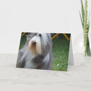Tarjeta Cute Beart Collie