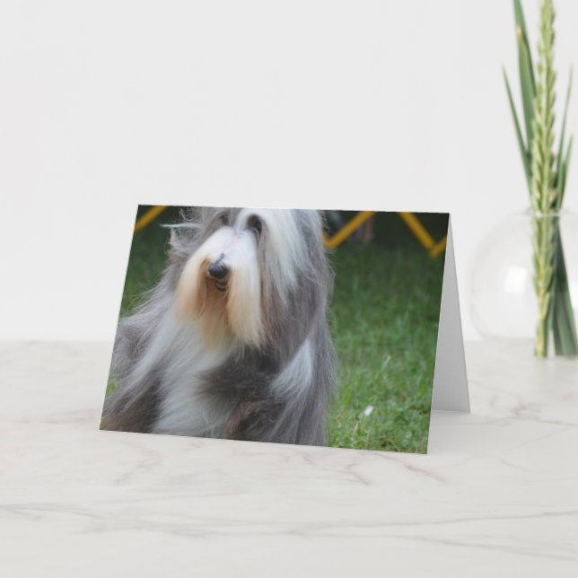 Tarjeta Cute Beart Collie (Anverso)