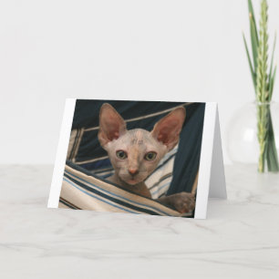 Tarjeta Cute curios sphynx kitten