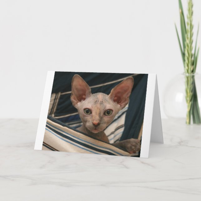 Tarjeta Cute curios sphynx kitten (Anverso)