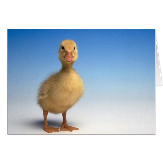 Tarjeta Cute Duckling (Anverso (Horizontal))