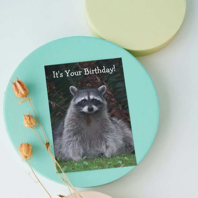 Tarjeta Cute Forest Raccoon Foto Graciosa Cumpleaños (In Situ)