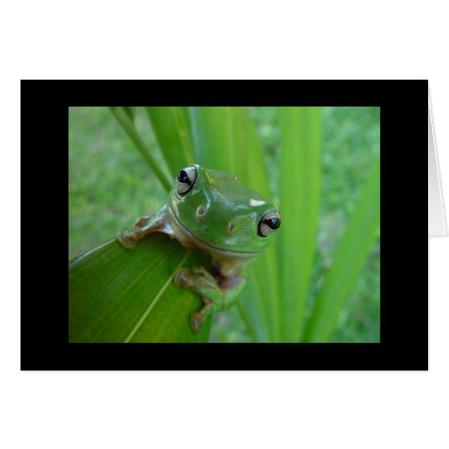 Tarjeta Cute Frog (Anverso (Horizontal))