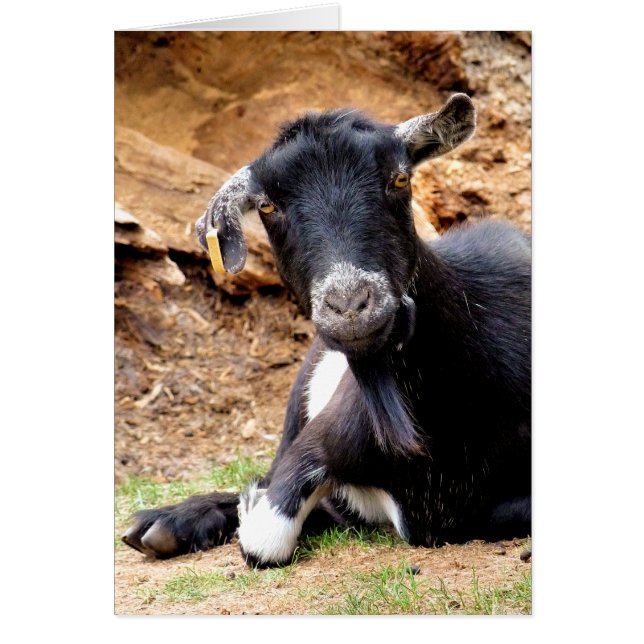 Tarjeta CUTE GOAT (Frente)