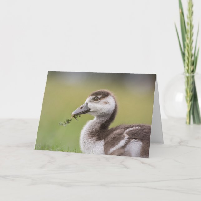 Tarjeta Cute Goose Chick Nature Photo (Anverso)