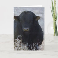 Cute Graduation Felicitaciones Ranch Farm Bull