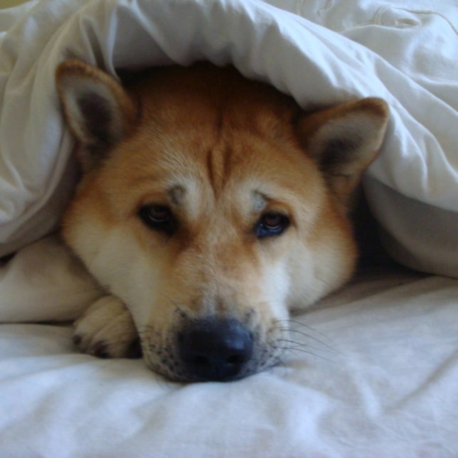 Tarjeta Cute japanese akita dog under bed blankets (Subido por el creador)
