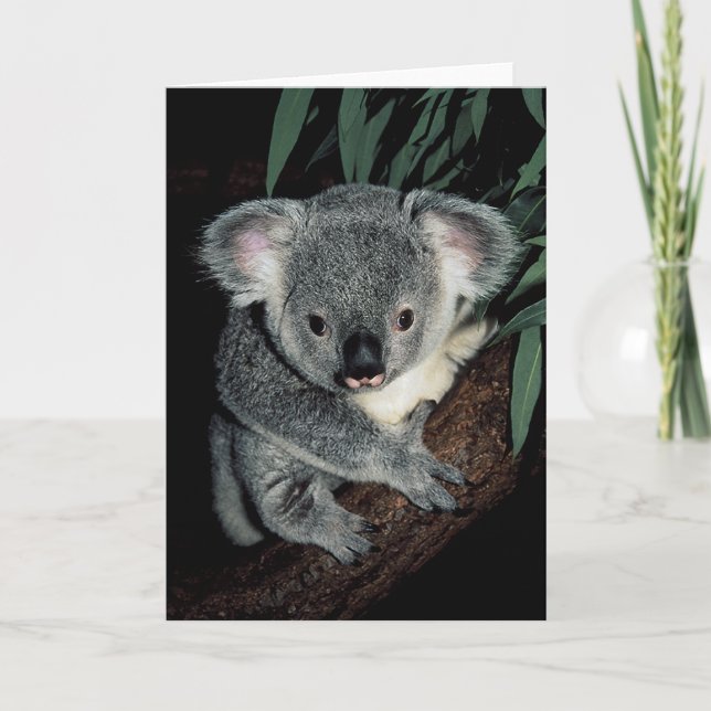 Tarjeta Cute Koala Bear (Anverso)