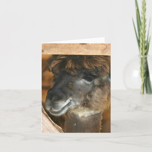 Tarjeta Cute Llama Farm Animal Photography Note (Anverso)