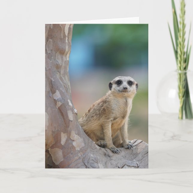 Tarjeta Cute Meerkat Sat en el árbol (Anverso)