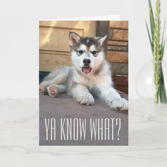 Tarjeta Cute Miss You Alaskan Malamute Fotografía de pipa (Anverso)