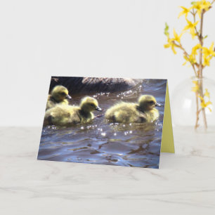 Tarjeta Cute patitos de gansos de primavera nadando