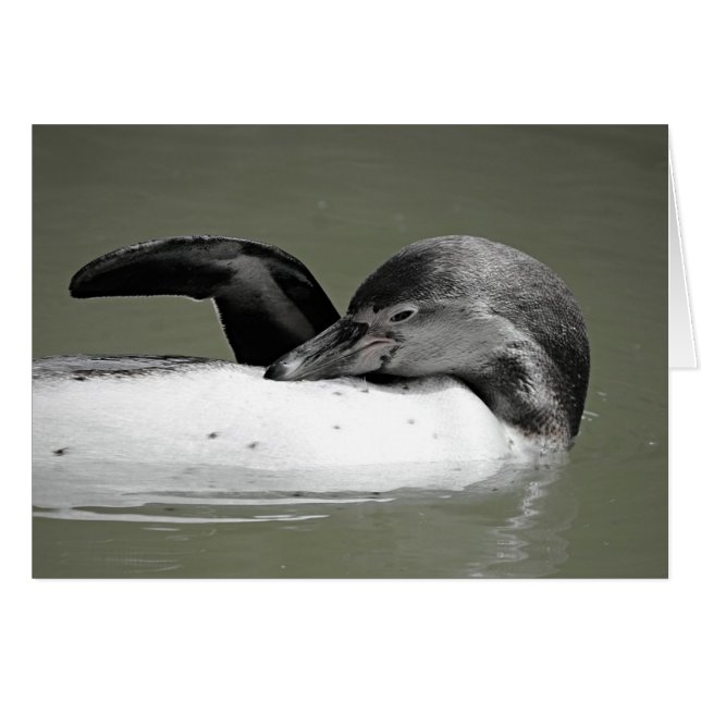 Tarjeta Cute Penguin Swimming Blank (Anverso (Horizontal))