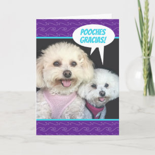 Tarjeta Cute Poochon Dogs - Pooches Gracias Thank You